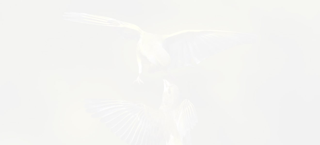 bird banner image